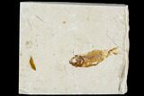 Cretaceous Fossil Fish (Armigatus) And Brittlestar- Lebanon #111679-1